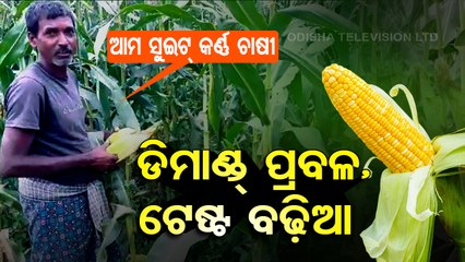 Special Story | Sweet corn makes Dhenkanal farmers smile