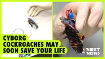 Cyborg cockroaches may soon save your life | Next Now