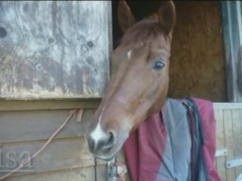 Mon club st brieuc equitation