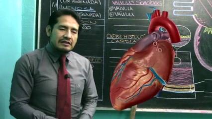 10 | SISTEMA CARDIOVASCULAR 01