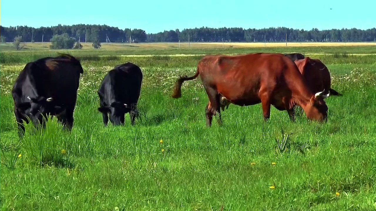 Herd Of Cows