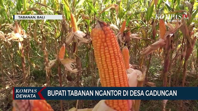 Bupati Tabanan Ngantor Di Desa Gadungan