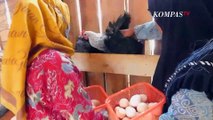 Omzet Menggiurkan Ternak Ayam Petelur, Cara Ibu-ibu Manfaatkan Lahan Kosong Jadi Uang