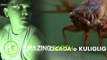 Amazing Earth: The sounds of cicadas or "kuliglig”