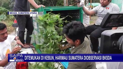 Harimau Sumatra Tersesat di Kebun Warga, Selanjutnya Akan Direhabilitasi & Diproses Lepas Liar