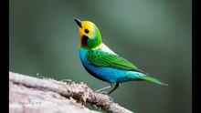 The Most Beautiful Bird Songs - Part One