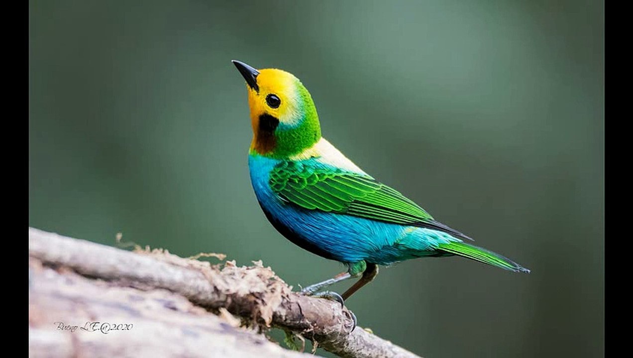 The Most Beautiful Bird Songs - Part One