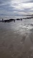 Video: Some 230 whales beached in Tasmania; rescue efforts underway