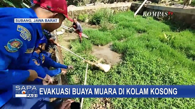 Sempat Kesulitan, Petugas Damkar Berhasil Evakuasi Buaya Muara Seberat 1 Kwintal dari Kolam Warga