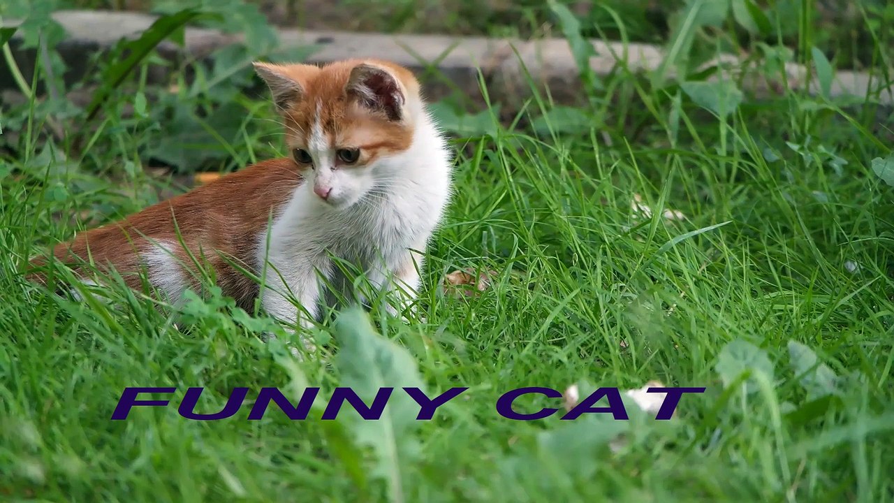 FUNNY VIDEO. MOST FUNNY VIDEOS. FUNNY CAT. ANIMALS. ANIMALS. FUNNY KING
