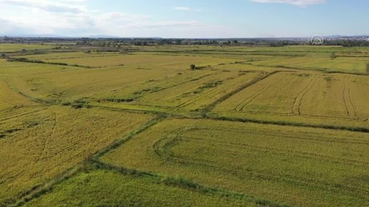 Edirne gündem haberi: Türkiye'nin çeltik ambarı Edirne'de hasat mesaisi başladı