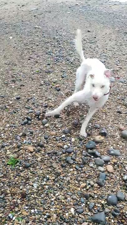 Dog Finds Treasure on Beach