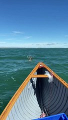 Caribou Goes For A Swim