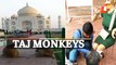 Monkeys Attack Tourist In Arga’s Taj Mahal