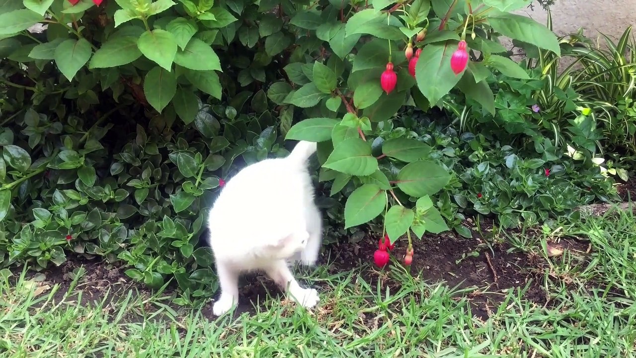 FUNNY VIDEO. MOST FUNNY VIDEOS. FUNNI ANIMALS. ANIMALS. FUNNY KING