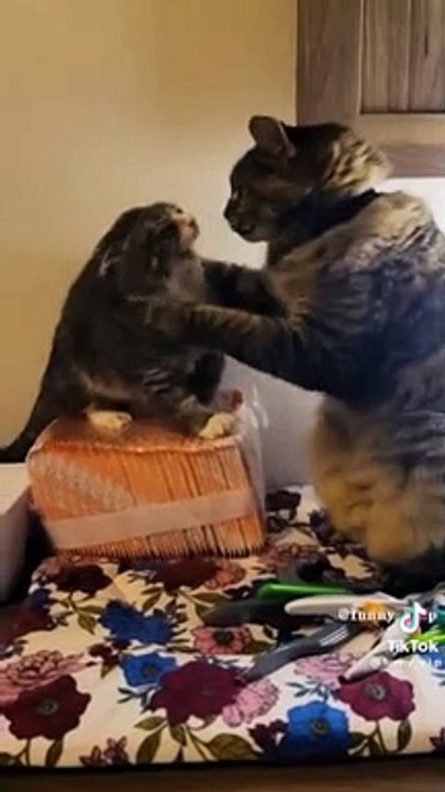 Best Funny Animals Videos of 2022  Funniest Animal Videos Aug 2022 shorts