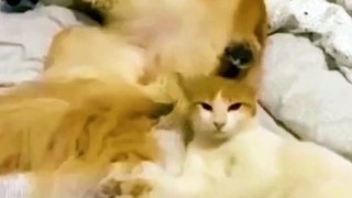 #funniest #falling animals #videoshorts#tiktokvideo #cutest #cats and #crazy #dogs #2022