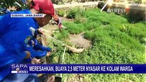 Geger! Buaya Muara Sepanjang 2,5 Meter Masuk ke Kolam Milik Warga