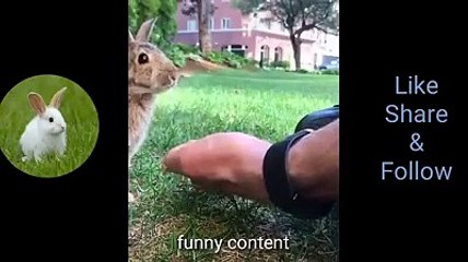 Beautiful rabbits | Funny rabbits | Rabbits | funny content