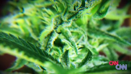 Weed 2: Cannabis Madness Bande-annonce (EN)