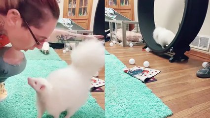 Spoiled house skunk seeking validation from his humans