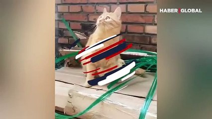 Civcivleri yırtıcı kuştan koruyan kedinin şefkati duygulandırdı