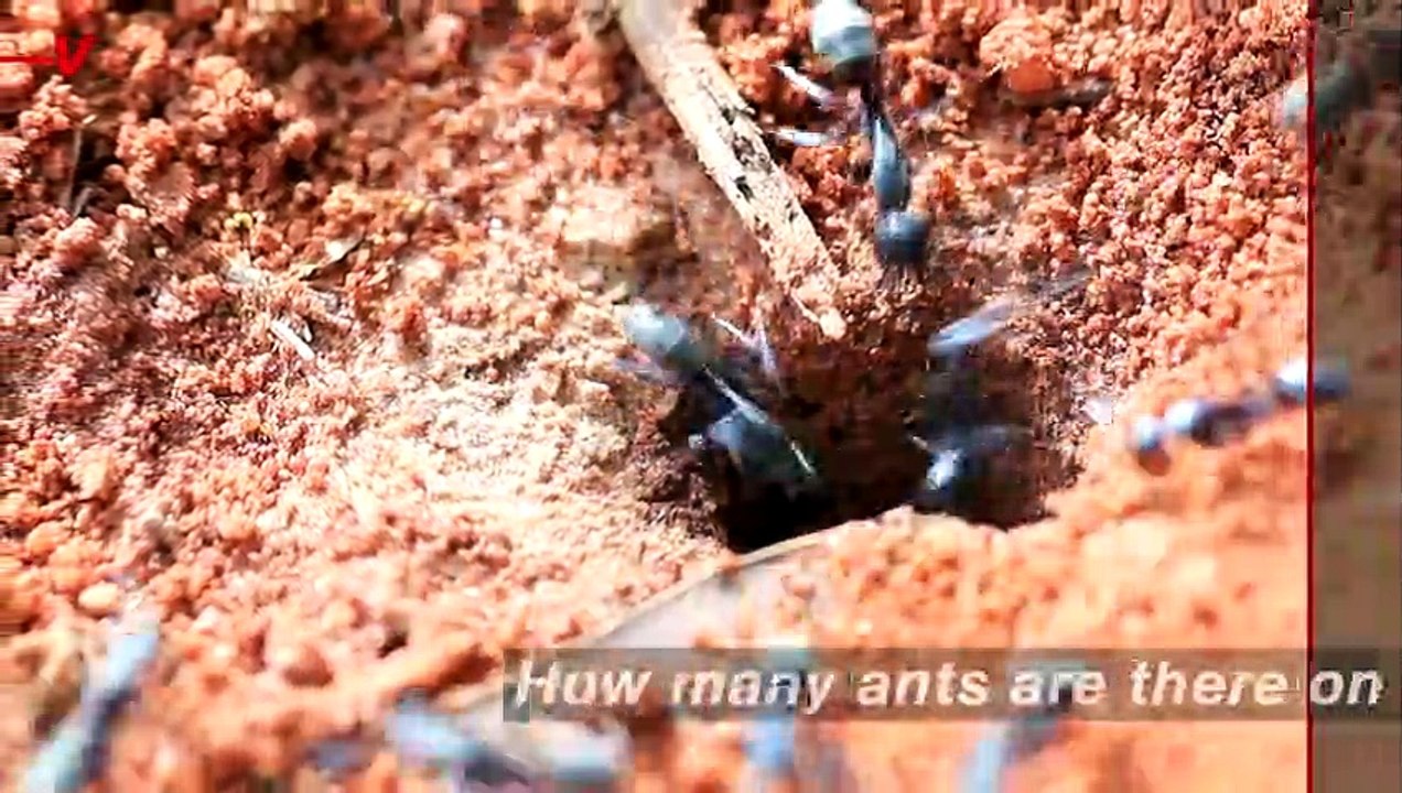 Scientists Have Finally Calculated the Number of Ants On Earth and the Number is Astronomical!