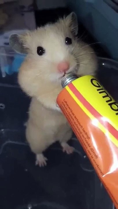 Cute pet萌宠，kitty猫咪，Cat喵星人，Adorable萌萌哒，Cute小可爱，Pet rabbit宠物兔，Pet rat宠物鼠，PetDog宠物狗狗～