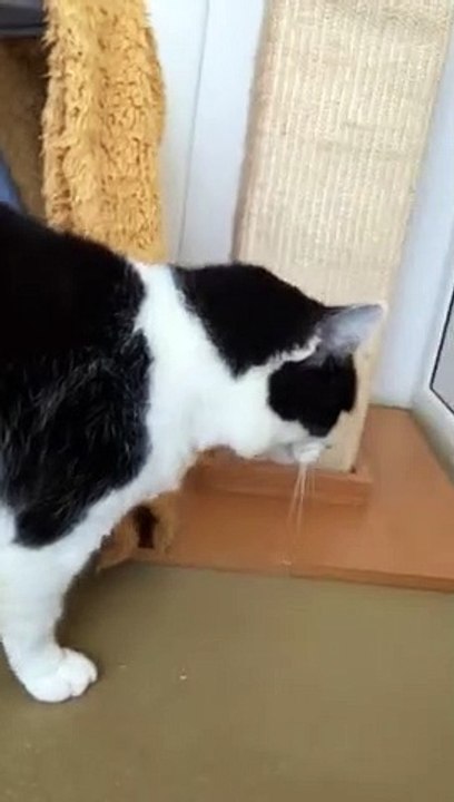 Worthing animal rescue centre appeals for people to provide home for 12-year-old cat