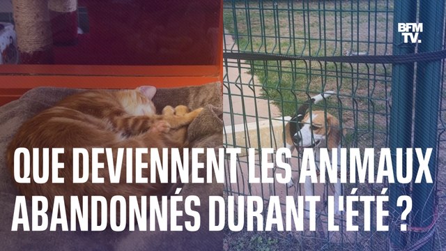 Que deviennent les animaux de compagnie abandonnés durant l'été ?