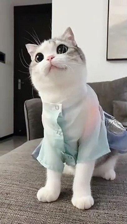 Cute pet萌宠，kitty猫咪，Cat喵星人，Adorable萌萌哒，Cute小可爱，Pet rabbit宠物兔，Pet rat宠物鼠，PetDog宠物狗狗～