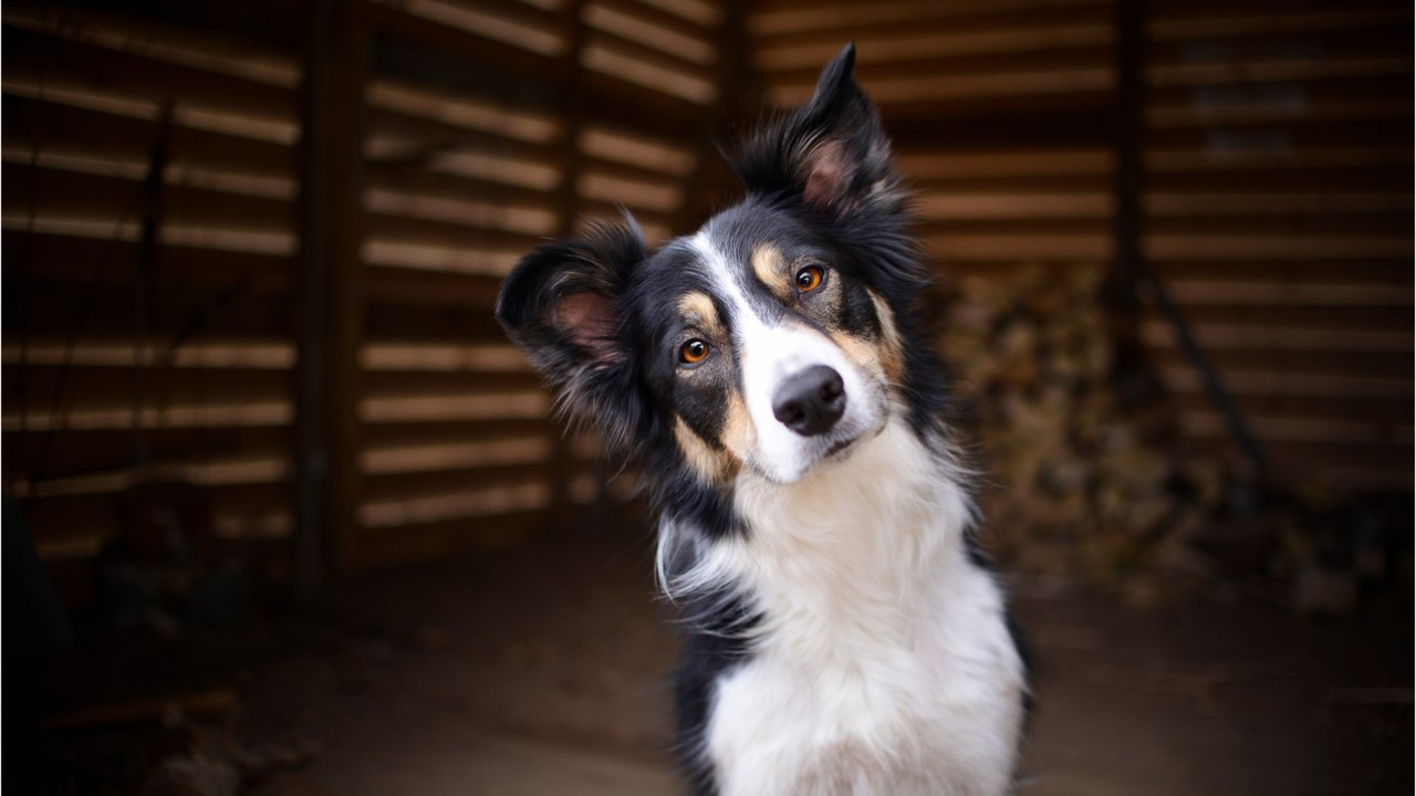 Rescue’s tears of joy as this anxious blind dog...