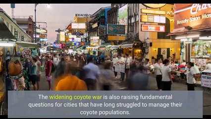 Inside the war against Southern California's urban coyotes 'Horrific' or