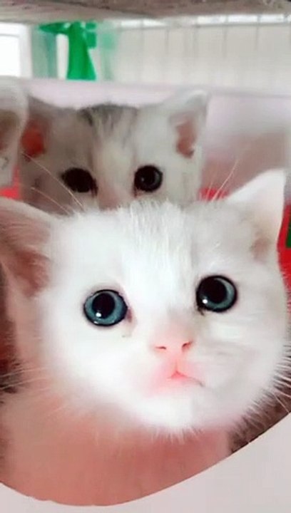 Cute pet萌宠，kitty猫咪，Cat喵星人，Adorable萌萌哒，Cute小可爱，Pet rabbit宠物兔，Pet rat宠物鼠，PetDog宠物狗狗～