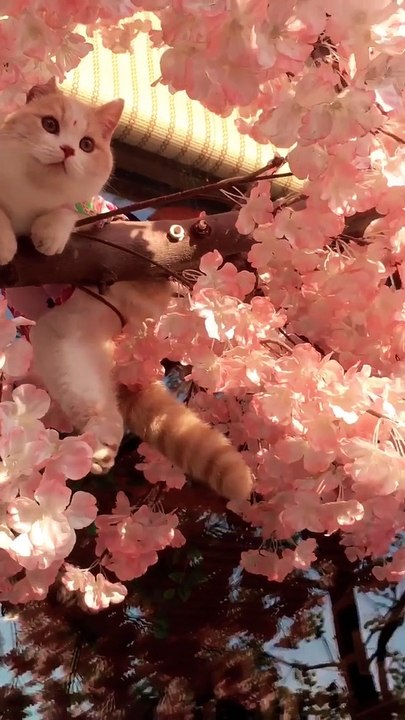 Cute pet萌宠，kitty猫咪，Cat喵星人，Adorable萌萌哒，Cute小可爱，Pet rabbit宠物兔，Pet rat宠物鼠，PetDog宠物狗狗～