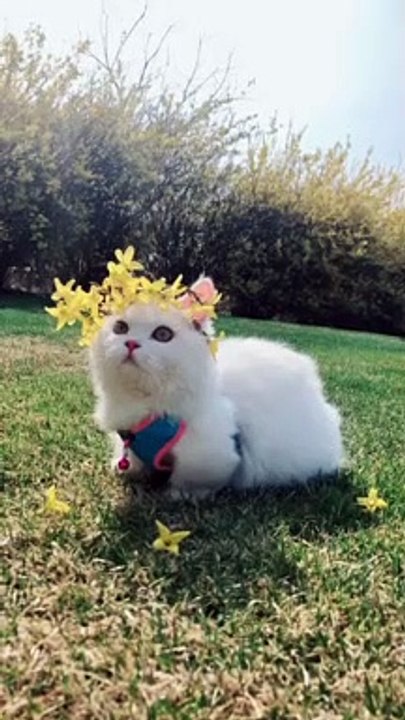 Cute pet萌宠，kitty猫咪，Cat喵星人，Adorable萌萌哒，Cute小可爱，Pet rabbit宠物兔，Pet rat宠物鼠，PetDog宠物狗狗～