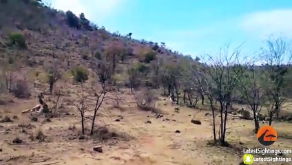 Giraffe Tries Saving her Calf From Hunting Lions