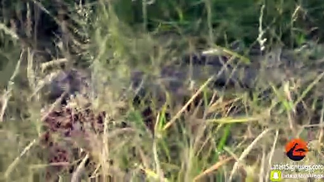 Huge Crocodile Dragging Kill Over the Road