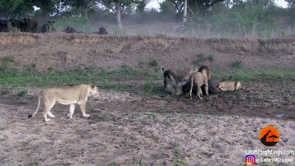 BUFFALO ESCAPES AS LIONS TRY TO CHASE & KILL IT