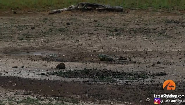 Frog Stalks and Hunts Butterflies