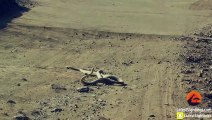 Black Mamba Snakes Fighting in the Road