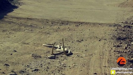 Black Mamba Snakes Fighting in the Road