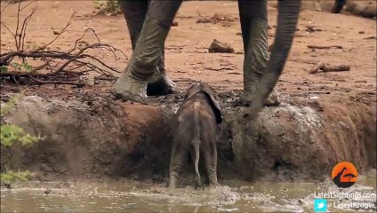 Elephant Herd Helps Rescue a Baby That's Stuck in a Waterhole