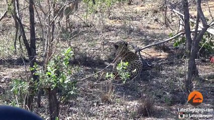 When the Leopard Lies Down With the (Impala) Lamb