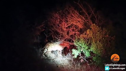Crocodile Tries to Steal Lion's Kill. Hyenas and a Leopard Watch