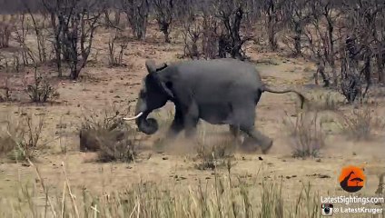 Elephant Stabs and Kills Buffalo