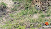 Baby Bird Takes on Hungry Leopard