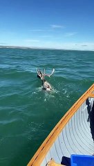 Caribou Goes For A Swim