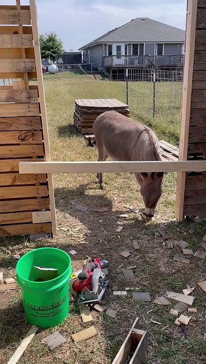Pauvre gaufres l'âne est embarqué hors du chantier - Buzz Buddy