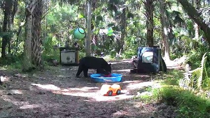 Mama Bear et Cub jouent dans la piscine - Buzz Buddy